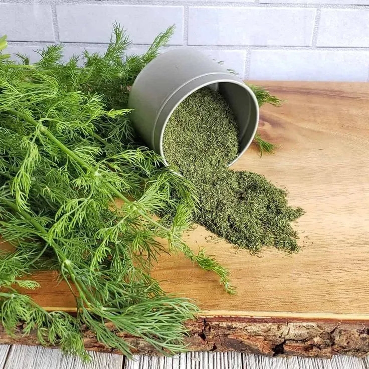 شوید خشک؛ خواص، تشخیص نمونهٔ تازه و نگهداری درست برای ماندگاری عطر